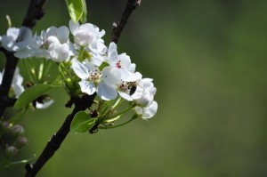 spring-season-real-estate-homebuying-under-contract-30-days-above-list-price