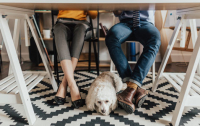 Buyers will choose pets over dream home