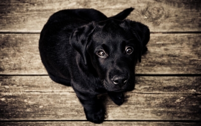 Some pup